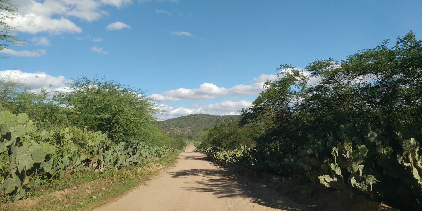Estrada de terra no sertão nordestino, ladeada por palmas e arbustos de caatinga, seguindo reta até um morro no horizonte.
