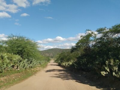 Estrada de terra no sertão nordestino, ladeada por palmas e arbustos de caatinga, seguindo reta até um morro no horizonte.