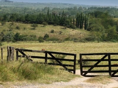 Porteira de madeira fechada sobre uma estrada de terra, com pasto, árvores e um cavalo ao fundo